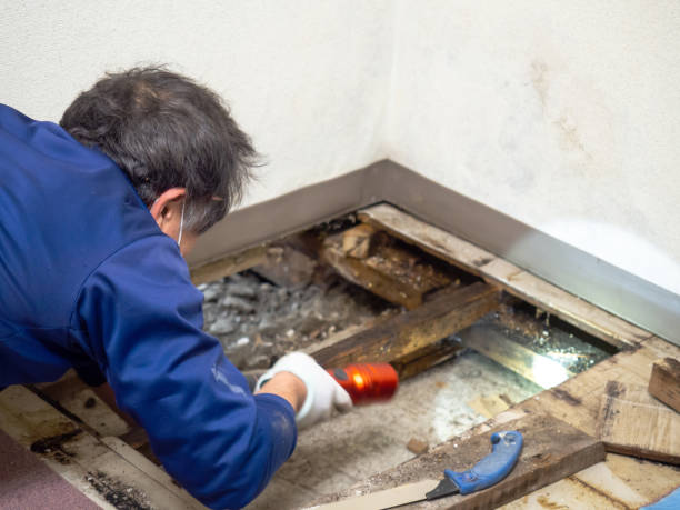 Best Crawl Space Mold Removal  in Patchogue, NY