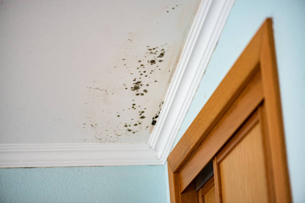 Best Commercial Mold Removal  in Patchogue, NY