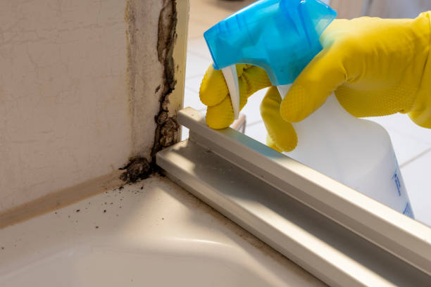 Attic Mold Removal in Patchogue, NY