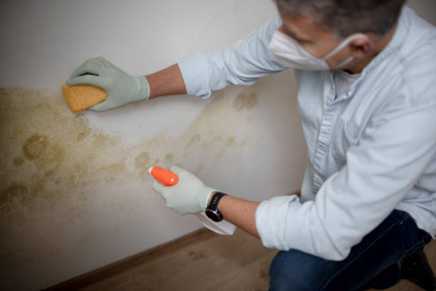 Best Commercial Mold Removal  in Patchogue, NY