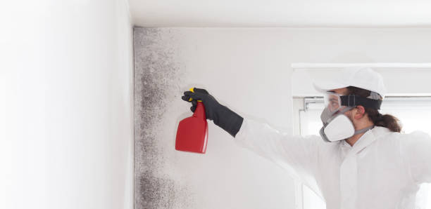 Best Mold Removal Process  in Patchogue, NY
