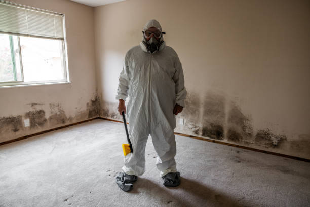 Mold Testing and Removal in Patchogue, NY